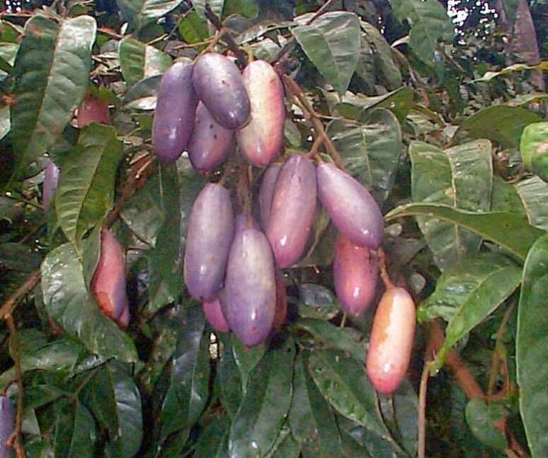 African Pear Ube Nutritional And Health Benefits